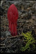 Image of snowplant