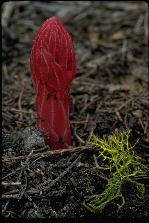 Image of snowplant