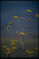 Plancia ëd Geraea canescens Torr. & A. Gray