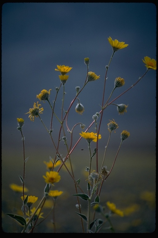 Plancia ëd Geraea canescens Torr. & A. Gray