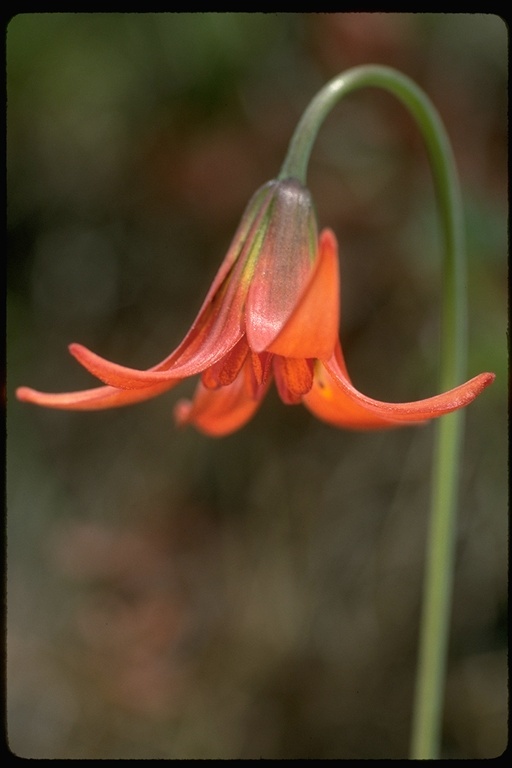 Lilium maritimum Kellogg resmi