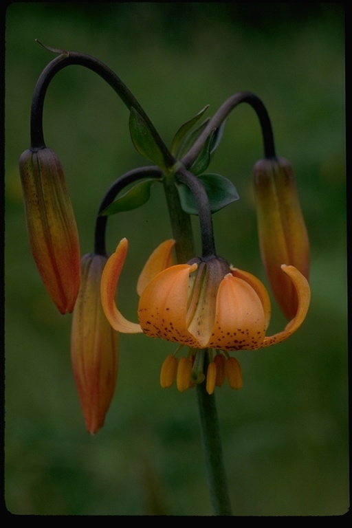 Image de Lys de Colombie