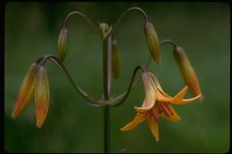 Image de Lys de Colombie