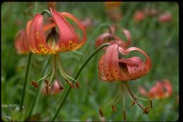 Lilium pardalinum Kellogg resmi