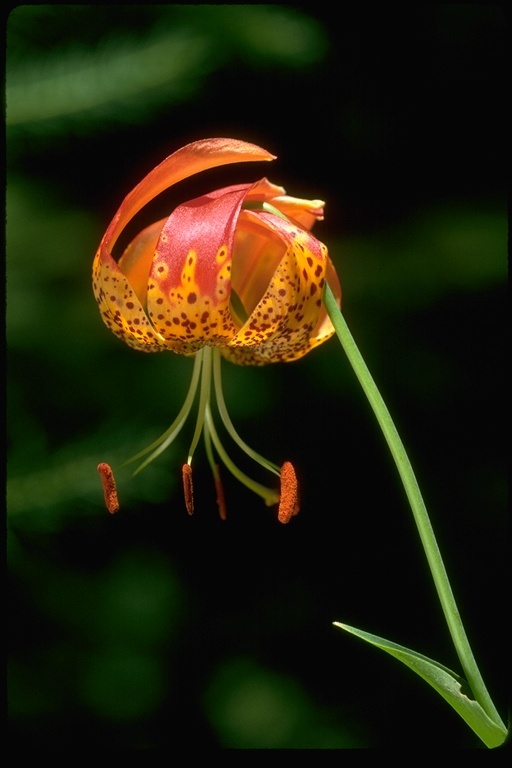 Lilium pardalinum Kellogg resmi