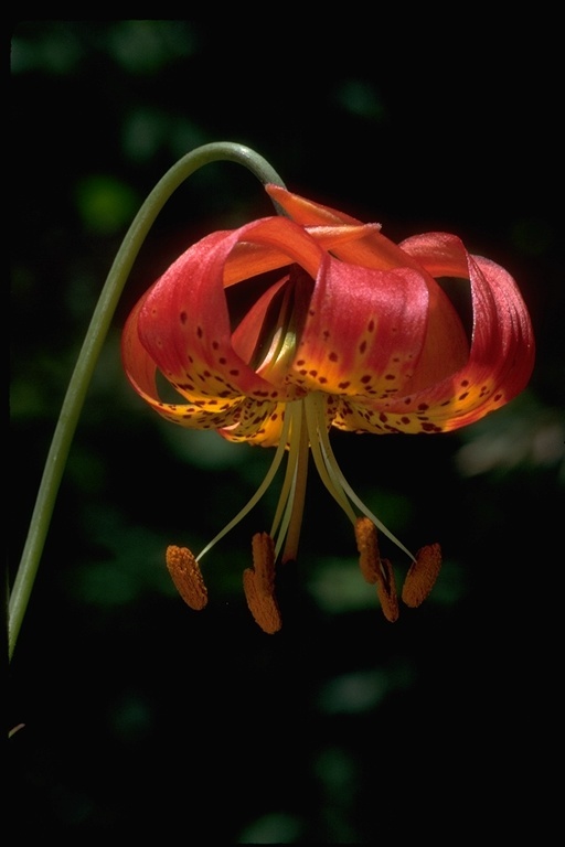 Image de Lilium pardalinum subsp. pitkinense (Beane & Vollmer) M. W. Skinner