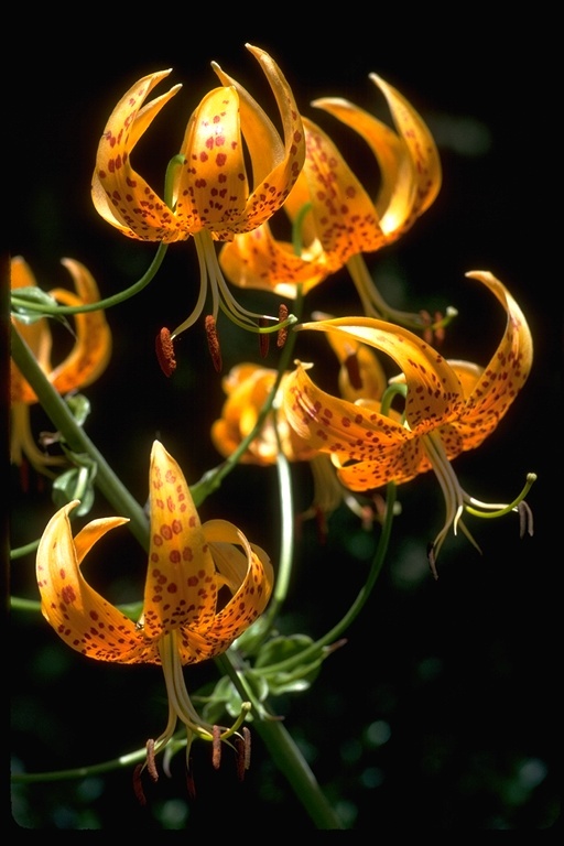 Lilium humboldtii W. Bull resmi