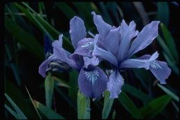 صورة Iris douglasiana Herb.