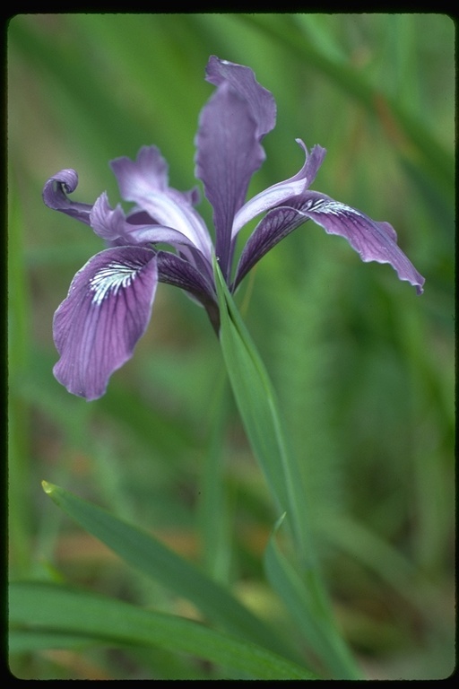 صورة Iris douglasiana Herb.