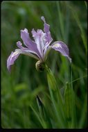 صورة Iris douglasiana Herb.