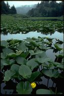 Image de Nuphar polysepalum Engelm.