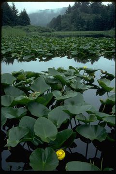 Imagem de Nuphar polysepalum Engelm.