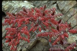 Image of rocky mountain sumac