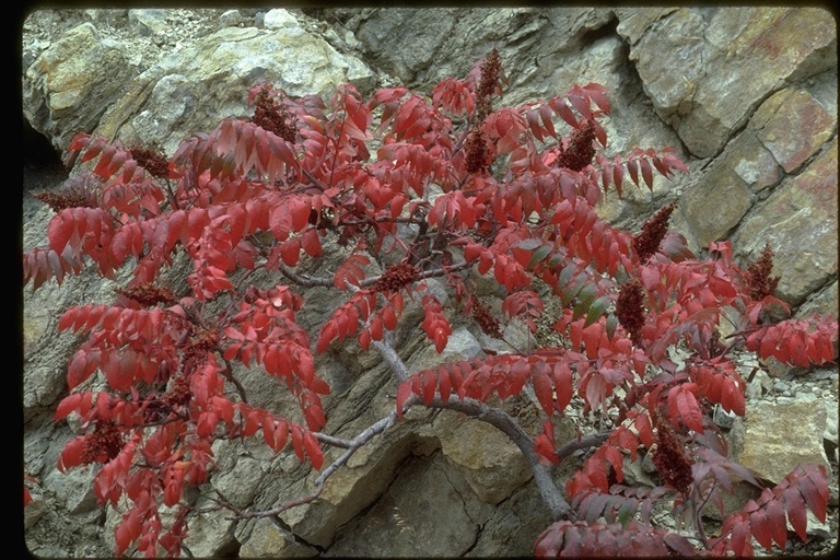 Image of rocky mountain sumac