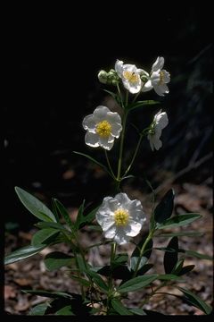 Image of tree anemone