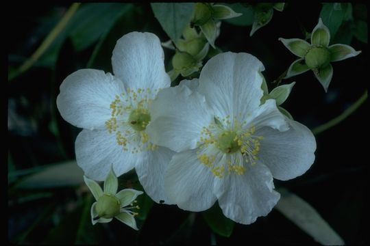 Image of tree anemone