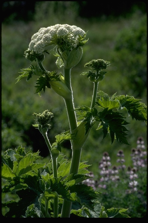 Plancia ëd Heracleum sphondylium subsp. montanum (Schleicher ex Gaudin) Briq.