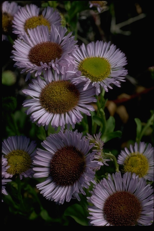 Слика од Erigeron glaucus Ker-Gawl.