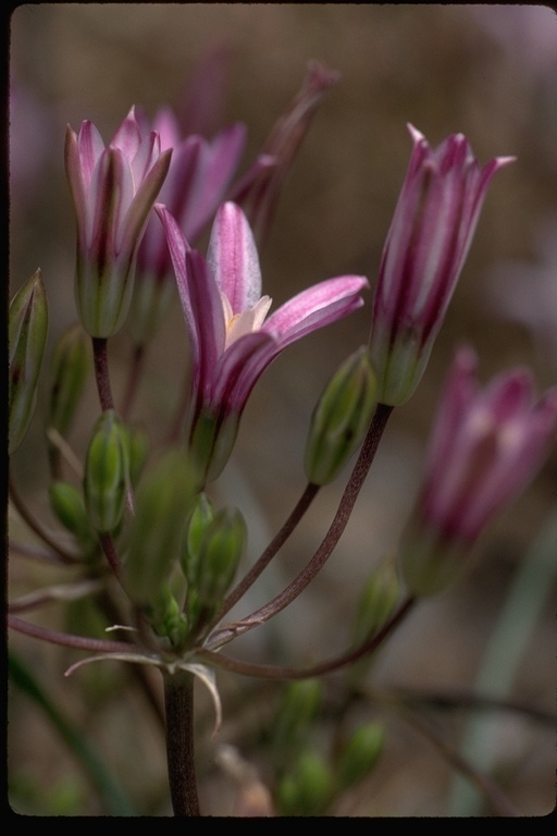 Image of <i>Brodiaea <i>rosea</i></i> ssp. rosea