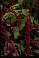 Amaranthus caudatus L. resmi