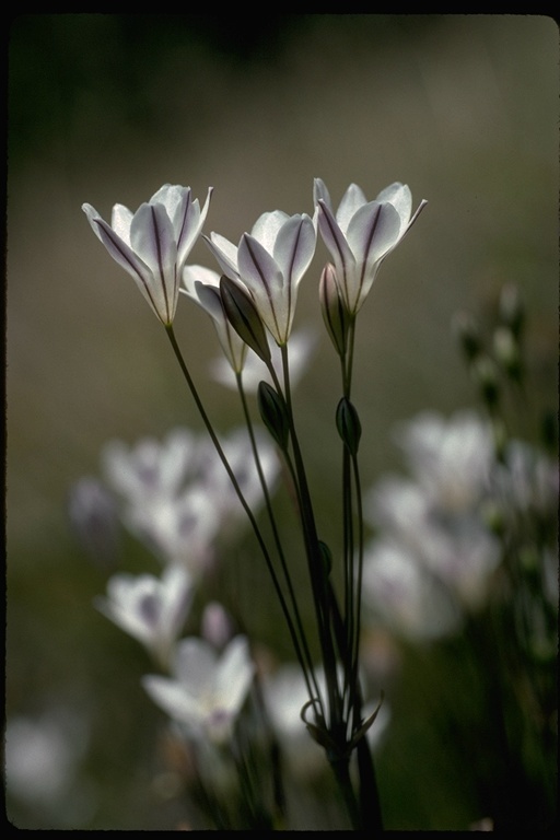 Image of long-ray brodiaea