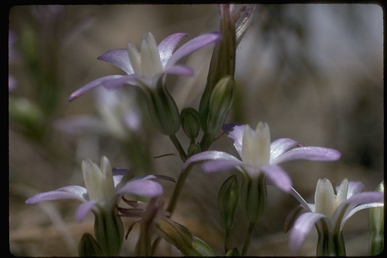 Image of Chinese Camp brodiaea