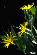 Arnica chamissonis Less. resmi