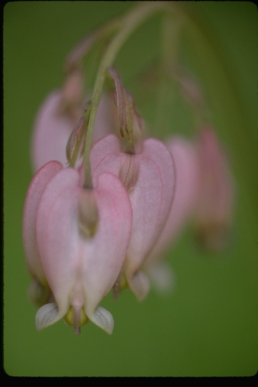 Image of Pacific bleeding heart