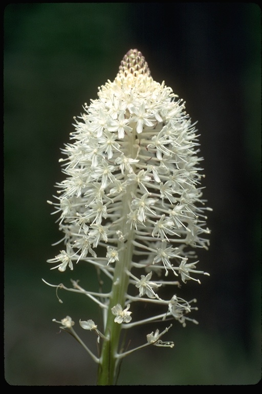 Image of Basket-grass