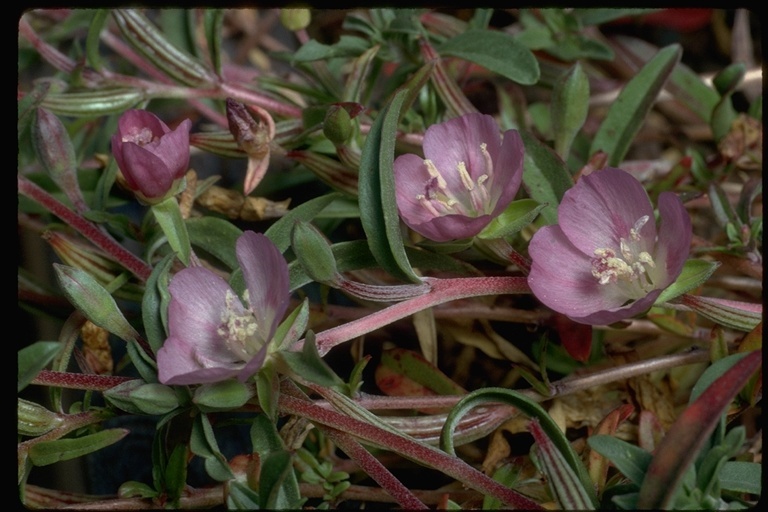 Plancia ëd Clarkia davyi (Jepson) H. & M. Lewis