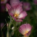 Image of whitestem clarkia