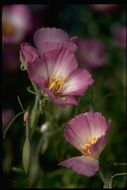 Imagem de Clarkia gracilis subsp. albicaulis (Jepson) F. H. Lewis & M. E. Lewis