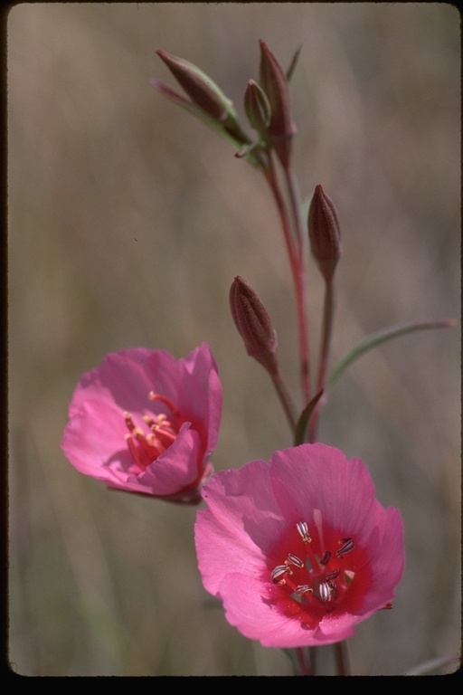 Image of ruby chalice clarkia