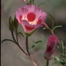 Image de Clarkia amoena subsp. huntiana (Jepson) F. H. Lewis & M. E. Lewis