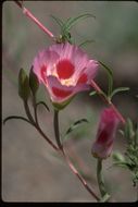 Image de Clarkia amoena subsp. huntiana (Jepson) F. H. Lewis & M. E. Lewis