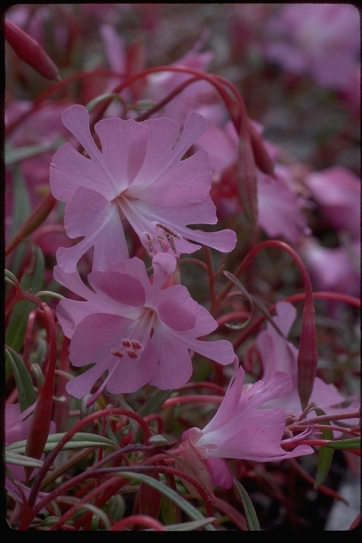 Plancia ëd Clarkia breweri (Gray) Greene