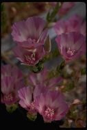 Слика од Clarkia imbricata H. & M. Lewis