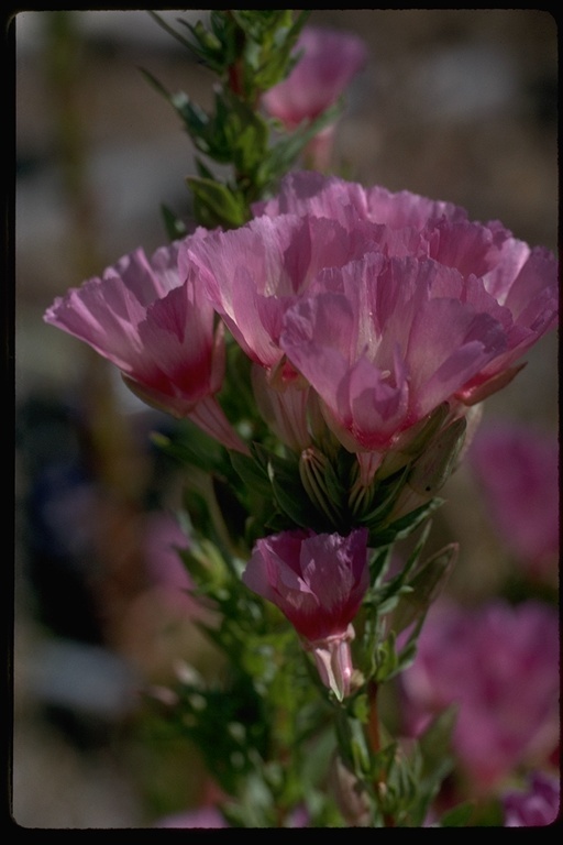 Слика од Clarkia imbricata H. & M. Lewis