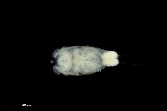 Слика од Pseudotachidiidae Lang 1936