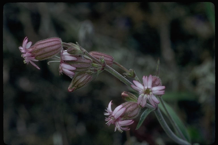 Image of San Francisco campion