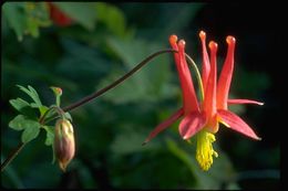 Imagem de Aquilegia formosa Fisch.