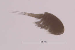 Image of Cyclopinidae Sars G. O. 1913