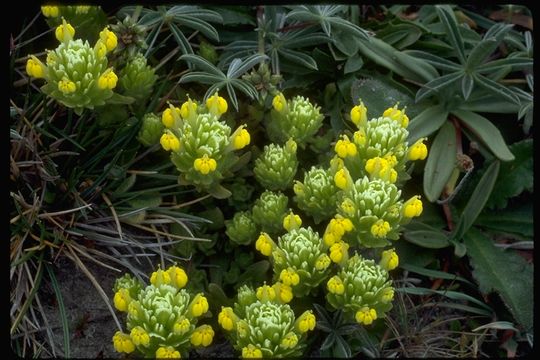 Image of yellow owl's-clover