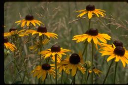 Rudbeckia californica A. Gray的圖片