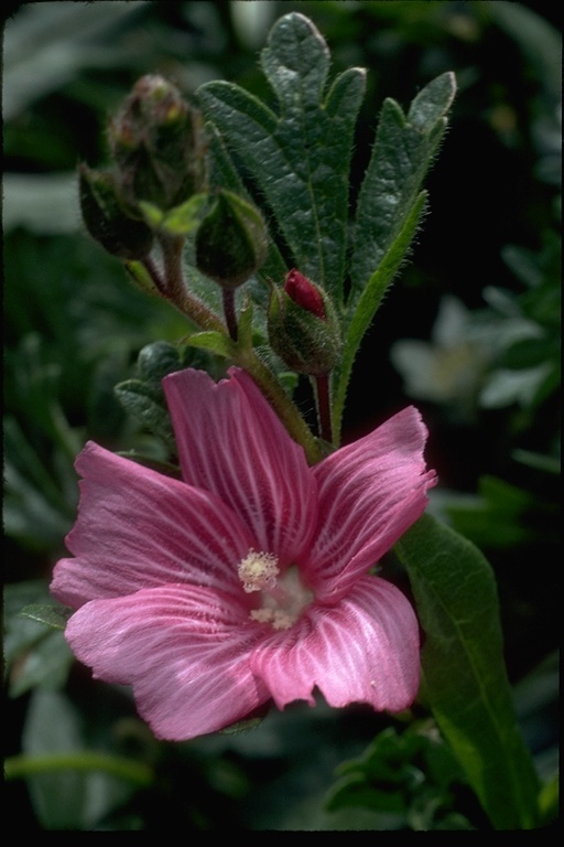 Imagem de Sidalcea malviflora (DC.) Gray ex Benth.