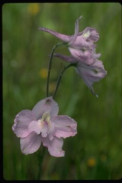 Image of royal larkspur