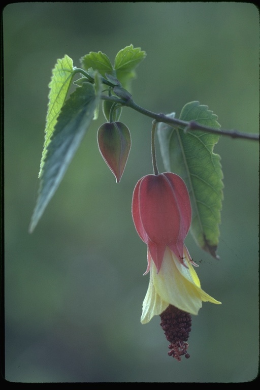 Image of trailing abutilon