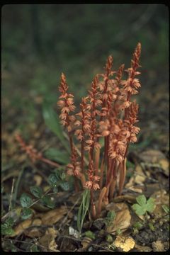 Image of Striped coralroot