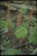 Image of Pacific coralroot