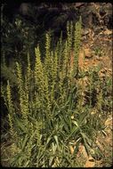 Image of Canyon Bog Orchid